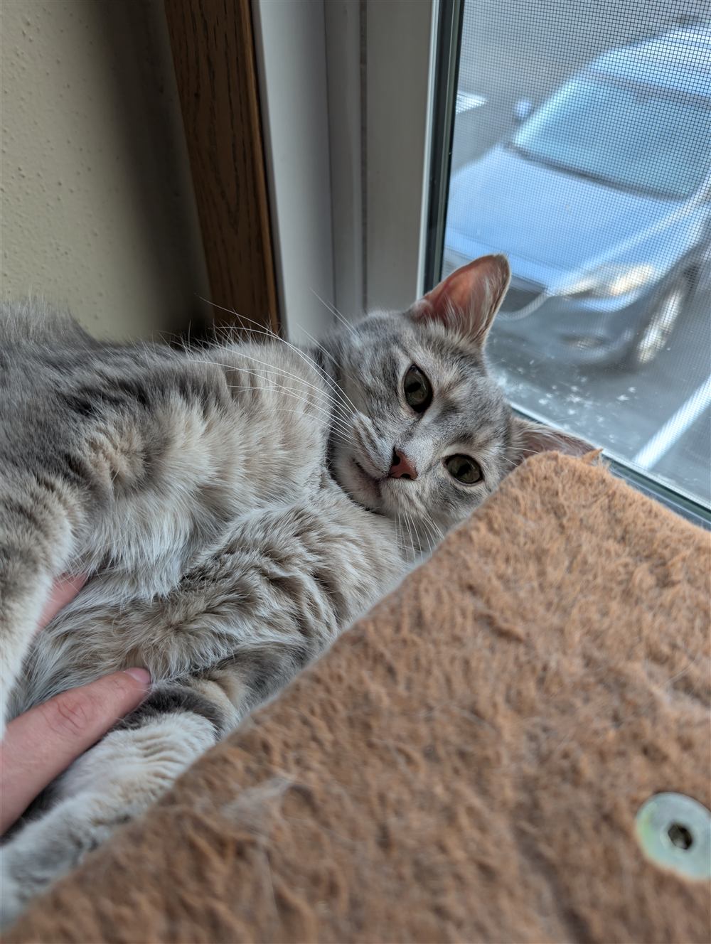 the cat, located on the window ledge